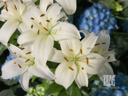 Delicate White Lilies - flowers, white lily, garden