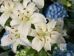 Delicate White Lilies