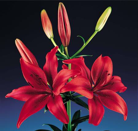 Vibrant Red Lilies - red lily, flowers