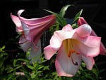 Pink Trumpet Lilies