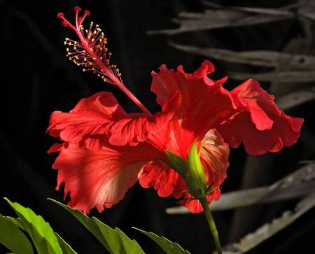 Red Hibiscus - red hibiscus flower, garden