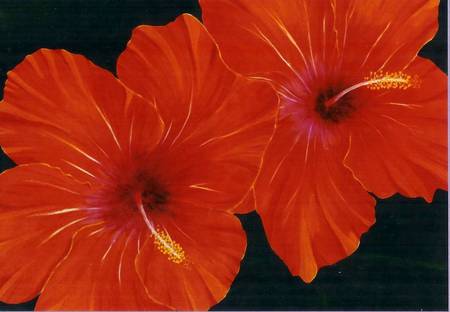 Deep Orange Hibiscus - flowers, art, on black, orange hibiscus