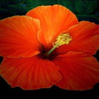 Red Orange Hibiscus