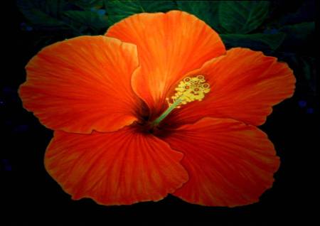 Red Orange Hibiscus - hibiscus, art, tropical, orange red flower