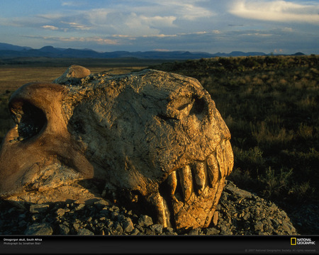 Dinogorgon skull - skull, nice, photography, animals, great, dinogorgon, paleontology, other, amazing, prehistory, permian, dinosaurs, cool, dinosaur, head, reptiles, picture, national geographic, fossil, animal, awesome, reptile, prehistoric