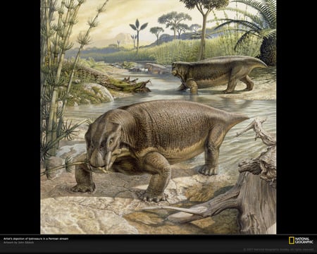 Lystrosaurs - nice, animals, great, paleontology, other, prehistory, permian, amazing, cool, dinosaur, dinosaurs, reptiles, lystrosaur, drawing, national geographic, picture, animal, awesome, reptile, prehistoric