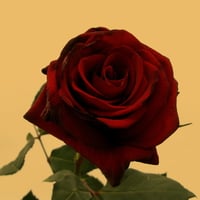 Deep Red Rose