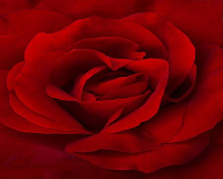 Red Rose - flower, red rose, closeup