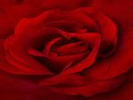 Red Rose