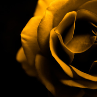 Gold Rose