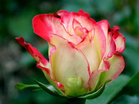 Light Red Rose - flower, two toned rose, garden