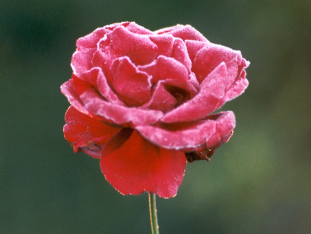 Frosted Rose - flower, frosted rose