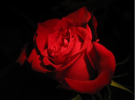 Lovely Romance - on black, flower, red rose