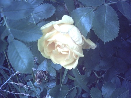 Pale Yellow Rose - blue shaded background, pale yellow rose, flower