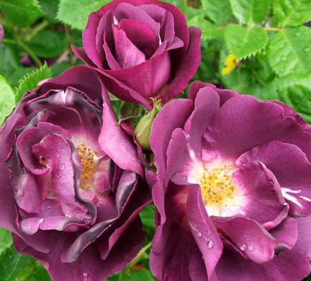 Rhapsody Roses - flowers, purple roses, garden