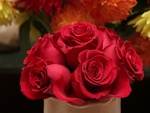 My Lovely Roses