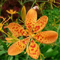 Leopard Flower