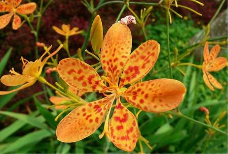 Leopard Flower - garden, leopard flower