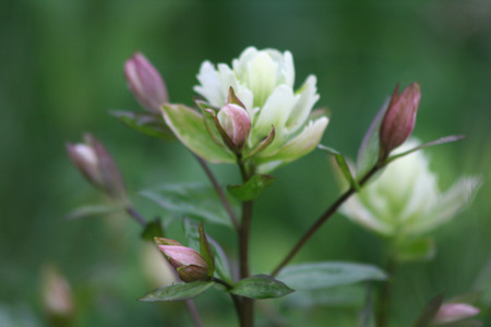 Flower Buds - flowers, garden, buds