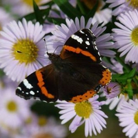 Red Admiral on Flowers