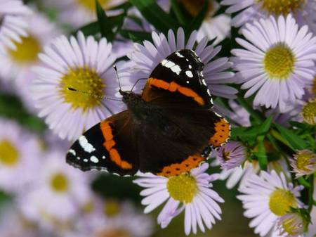 Red Admiral on Flowers - butterfly, white daisy, garden