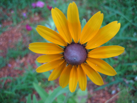 Mello Yello - large yellow flower, closeup, garden