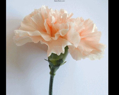 Delicate Carnation - carnation flower, soft apricot