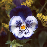 Blue Pansy Flower