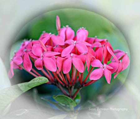 Flower Ball - pink flowers, misty, glass oval