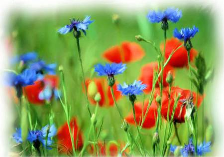 Meadow Flowers - art, flowers, meadow, wildflowers