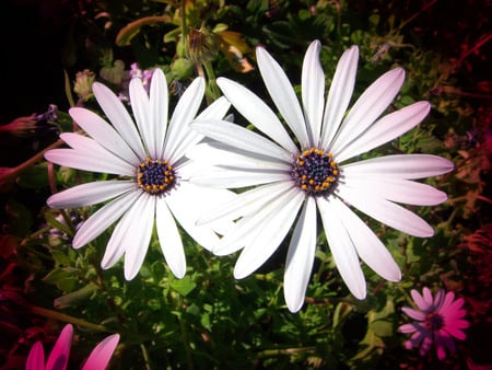 Flowes in the dark - daisy, white flowers, darkened background