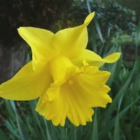 Yellow Daffodil