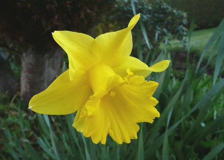 Yellow Daffodil - yellow daffodil, garden, flower