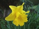 Yellow Daffodil