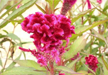 Crimson Blooms - crimson, flower, garden