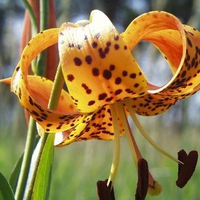 Tiger Lily