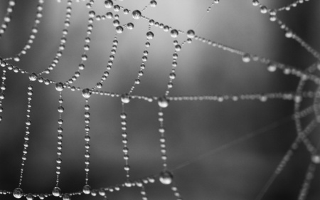 Dew on Spiders Web - web, dew, spiders, photography