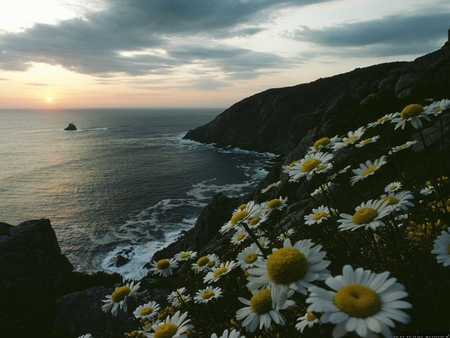 Cape Finisterre, Spain - rock, cape, flowers