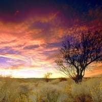 Almond Tree, Antelope Valley, California