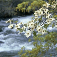 Dogwood Tree Blooms, Yosemite, California