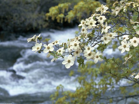 Dogwood Tree Blooms, Yosemite, California - blooms, california, dogwood, stream, yosemite, tree