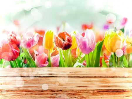 Spring tulips - pretty, beautiful, colorful, tulips, flowers, lovely, spring