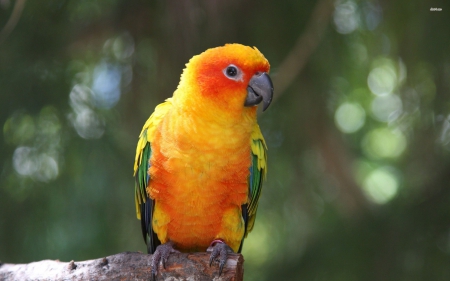 Parrot - animal, bird, fly, parrot