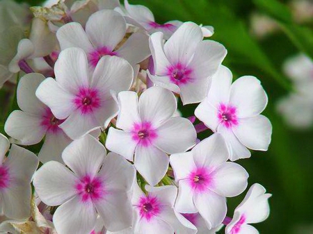 Dainty flowers - white, flowers, garden, pink