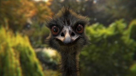 Look Ostrich - ostrich, birds, animals, look