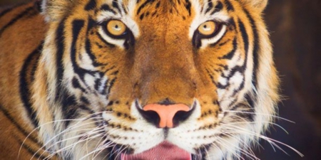 tiger portrait - eyes, white, up close, orange