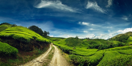 Beautiful Green Hills - country road, tea plantation, green landscape, white clouds, malaysia, blue sky, beautiful field