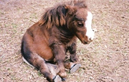 pony - sits, alone, sandy, sadly