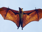 flying fox