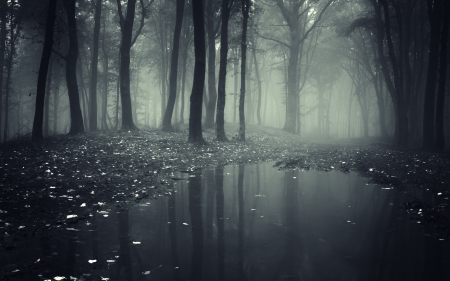 Mystic Forest - nature, forest, dark, rain, fog, mist